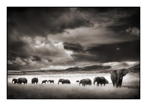 015_elephant-herd