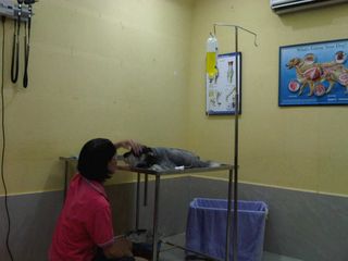 Elize above with my Mumu at the clinic. Elize visited a lot. Thank you Elize.
