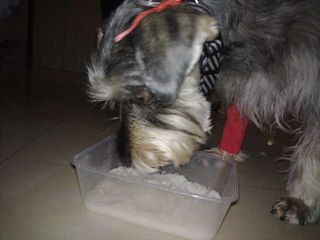 Mumu eating porridge