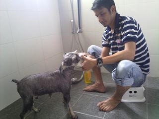 Kind KB giving Mumu his first bath after coming back from the clinic